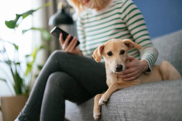 Application pour dresser son chien