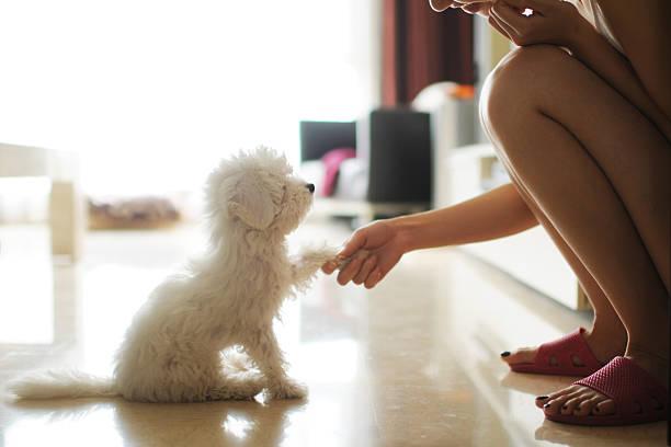 Astuces pour dresser son chien