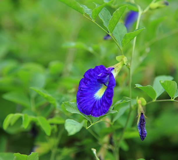 C est quoi une plante ayurvedique