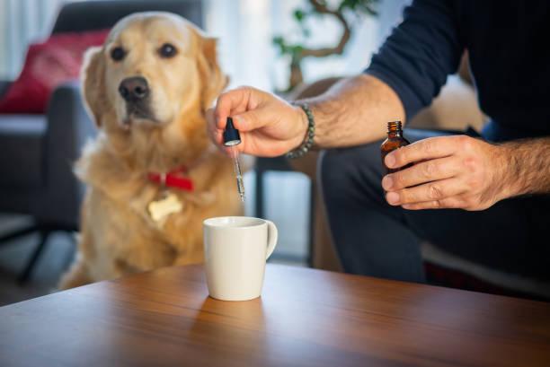 Comment devenir naturopathe animalier