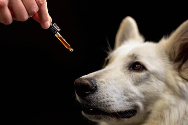 Comment devenir naturopathe pour animaux 1