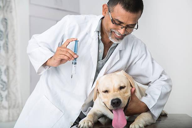 Comment se declarer en tant que naturopathe animalier