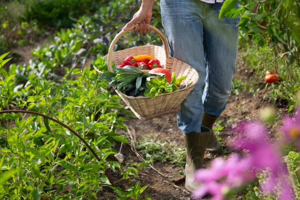 Devenir specialiste en permaculture