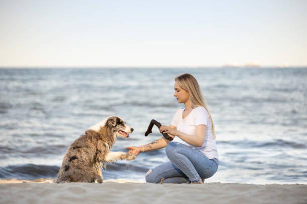 Dresser son chien pour les vacances