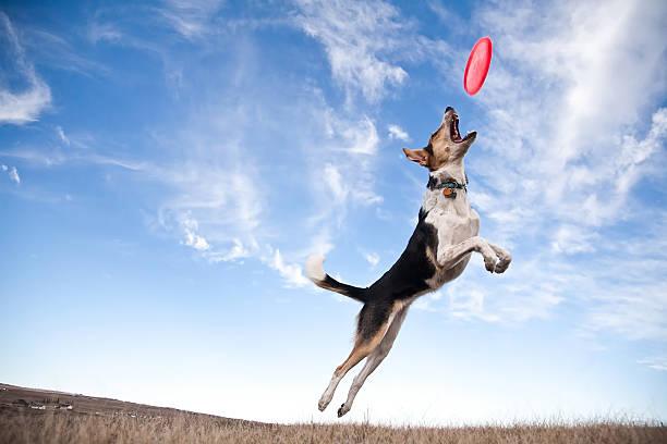 Education canine rapide et efficace