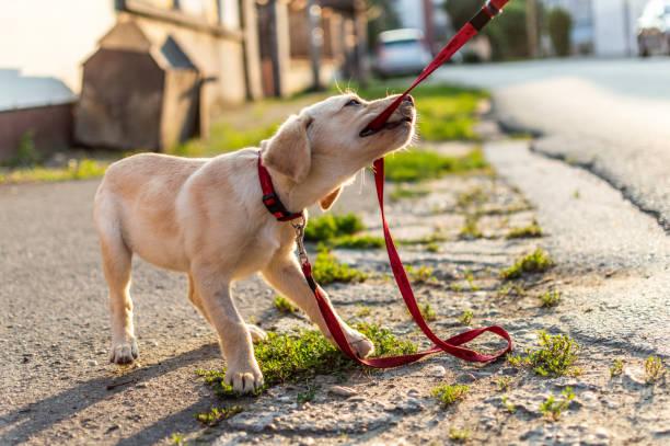Education d un golden retriever