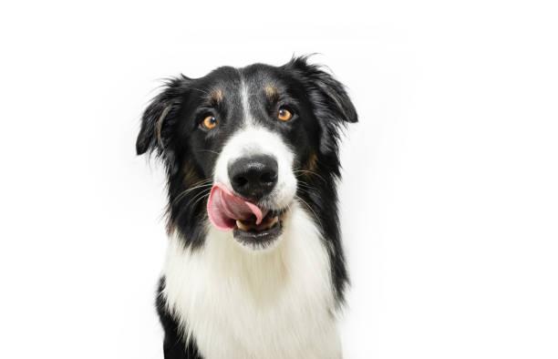 Eduquer son chien en peu de temps