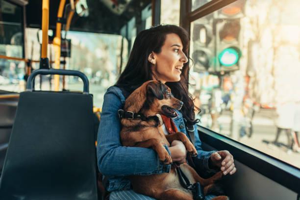 Eduquer son chien pour les transports en commun