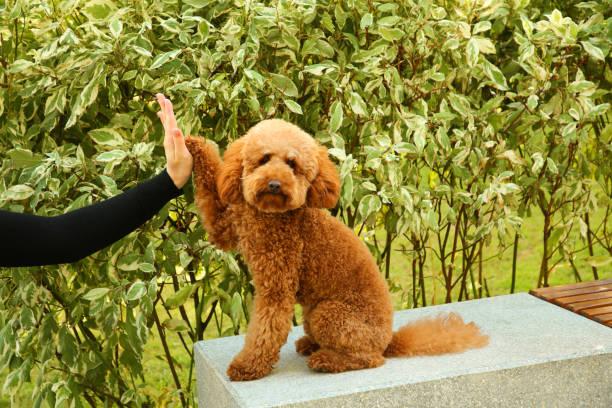 Eduquer un caniche