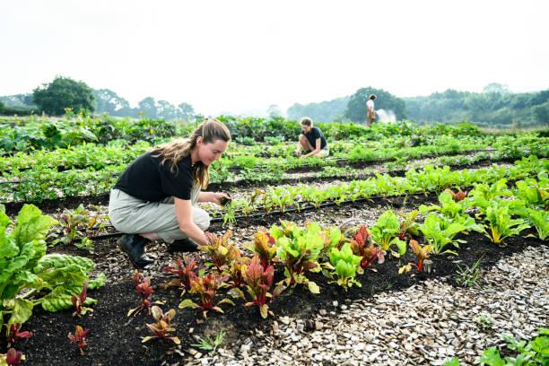 Formation en permaculture