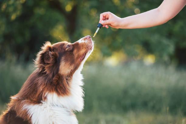 Formation naturopathie animale 2