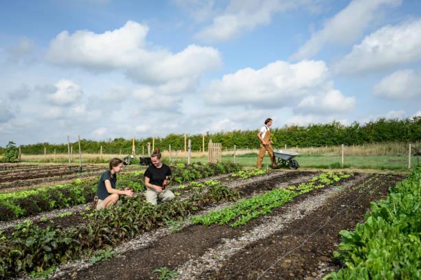 Formation permaculture en ligne