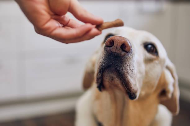 Friandises pour chien pour le dressage
