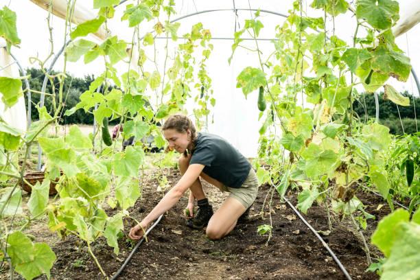 Histoire de la permaculture