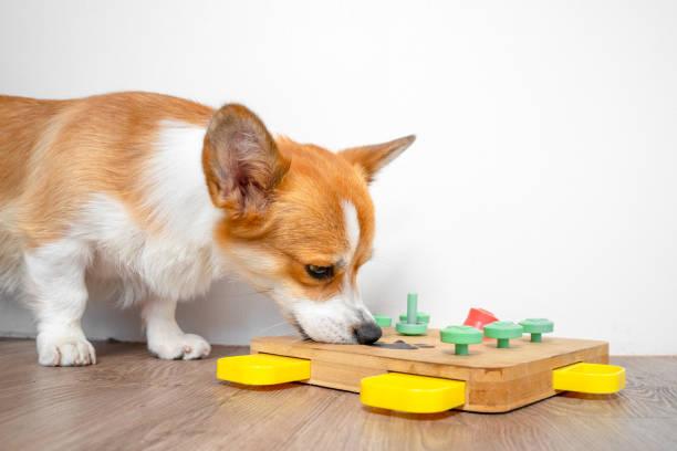Jouets d education pour chien