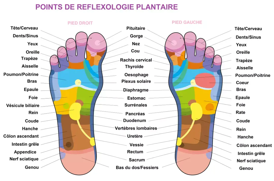 Les points de refexologie