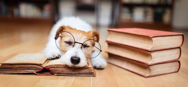Livre sur le langage canin