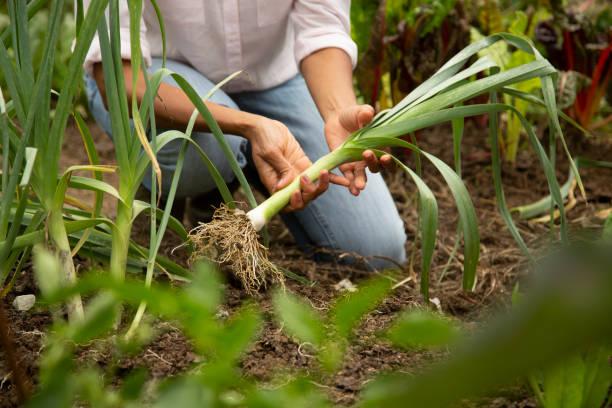 Meilleure formation permaculture pas chere 2