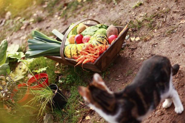 Meilleure formation permaculture pas chere en ligne 2