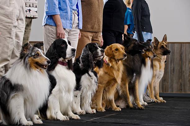 Methode d education positive pour chien