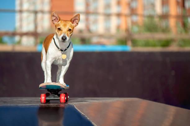 Mon chien monte sur les meubles