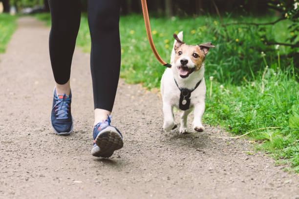 Mon chien ne veut pas marcher en laisse