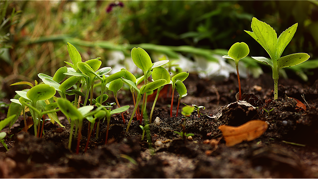 Outils de jardinage pour le jardinier respectueux du climat