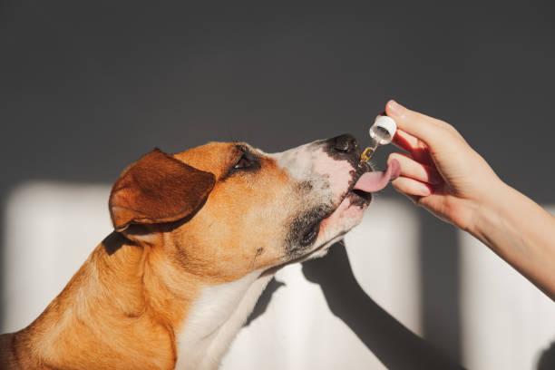 Pourquoi devenir naturopathe animalier