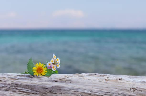 Pourquoi prendre la fleur de bach contre le stress et l anxiete