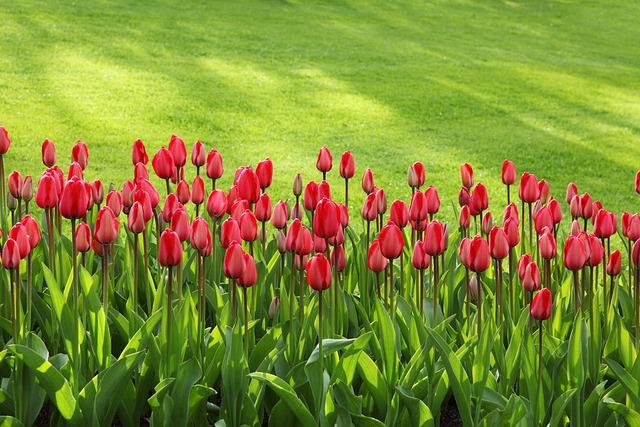 Que signifie le jardinage respectueux du climat