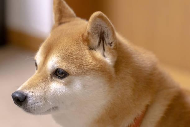 Quel est le salaire moyen d un naturopathe animalier