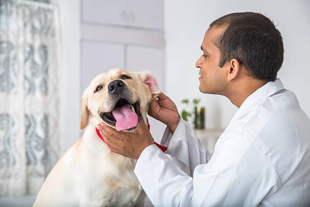 Quel statut d entreprise pour naturopathe animalier