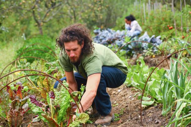 Quel statut d entreprise pour un consultant en permaculture