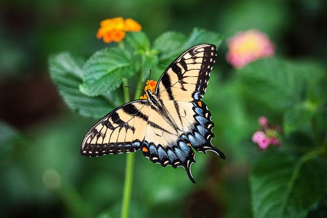 Sept facons d attirer la faune dans votre jardin