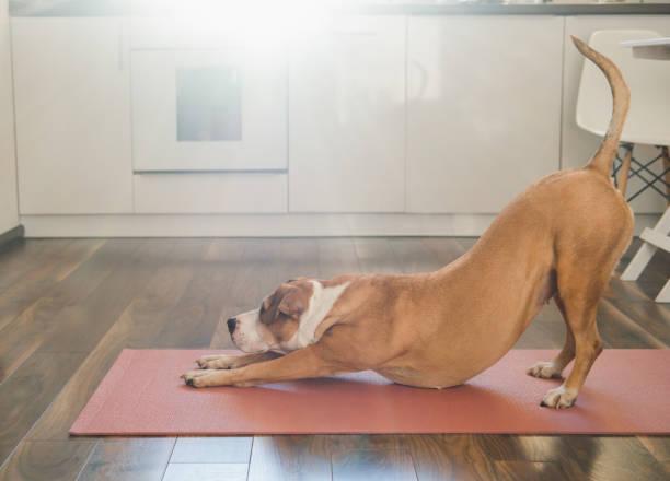 Tapis de dressage pour chien