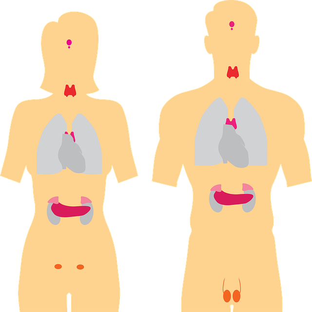 Votre thyroide et votre perte de poids la connexion est reelle